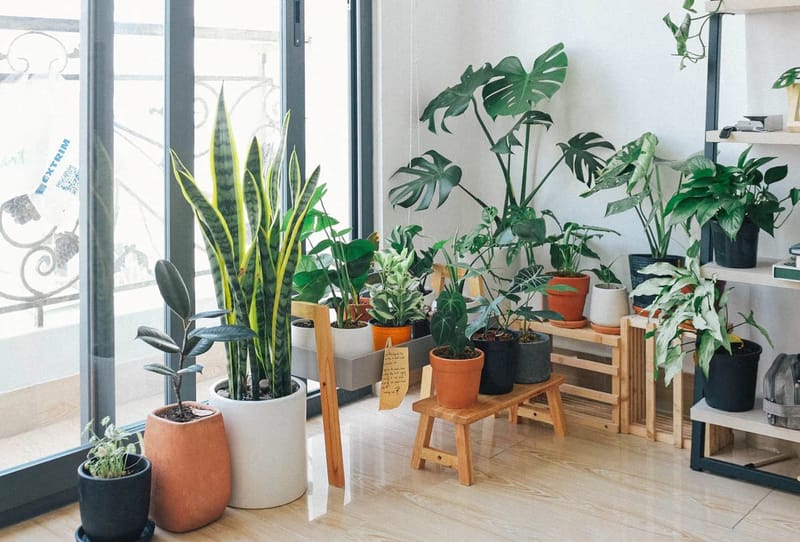 5 Key Benefits Of Using Plant Sensors For Indoor Plant Care