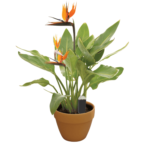 How To Grow Nolina texana | EarthOne