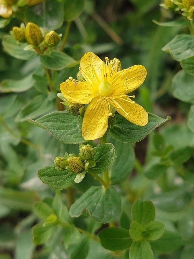 Hypericum maculatum