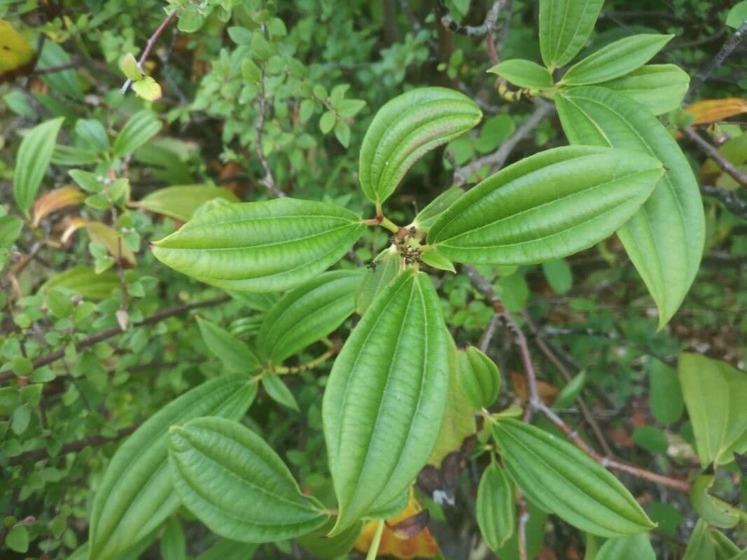 Viburnum davidii