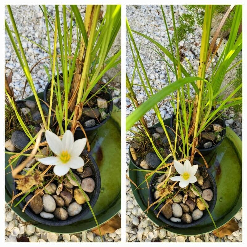 Zephyranthes candida