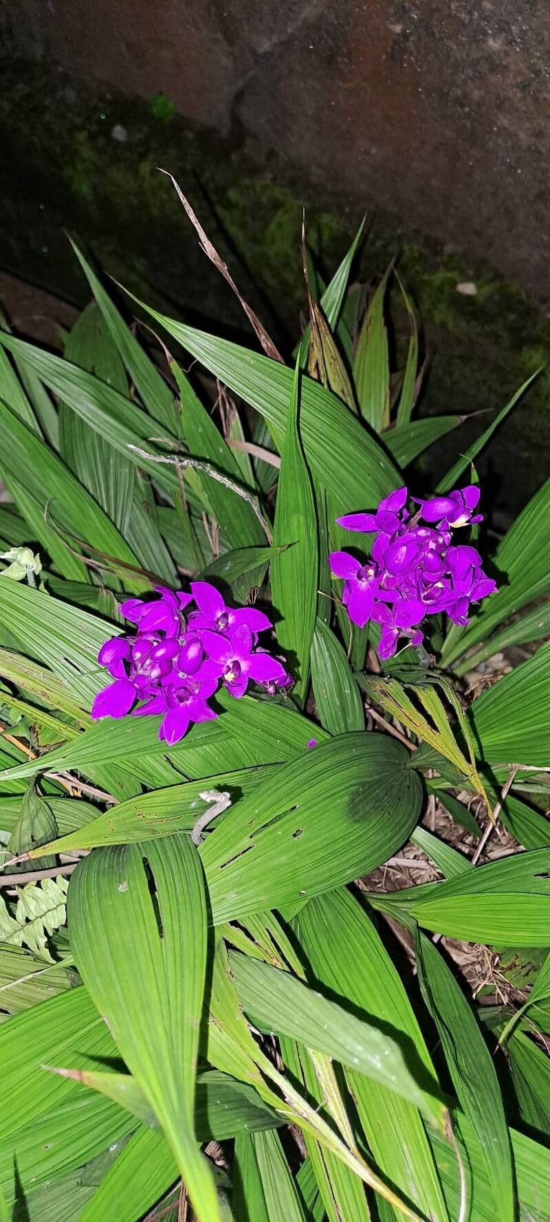 Spathoglottis plicata