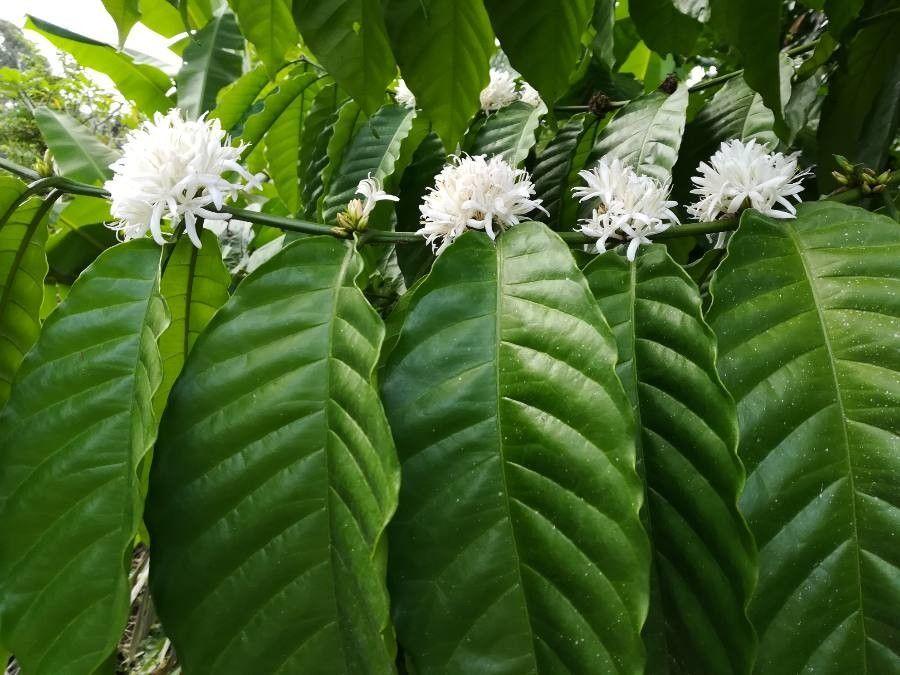 Coffea arabica