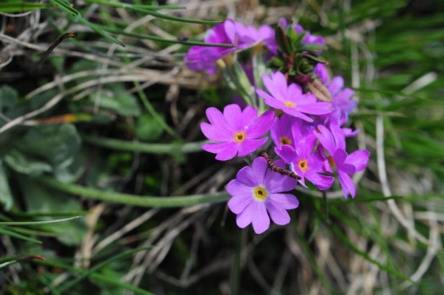 Primula farinosa