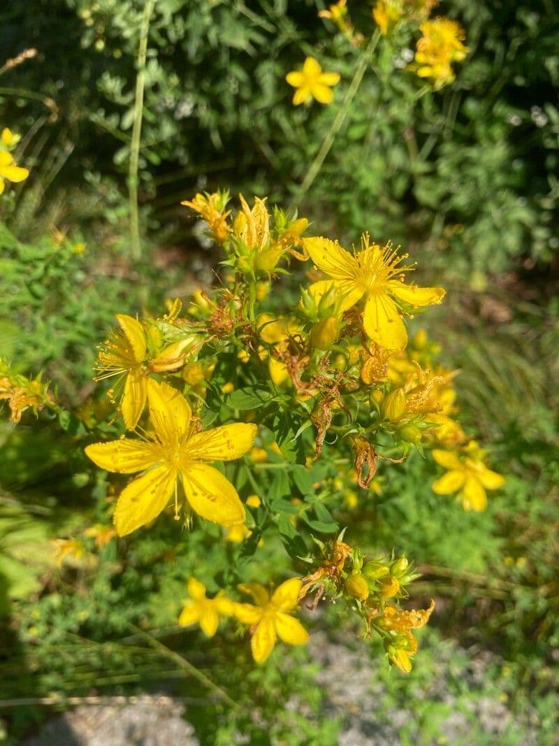 Hypericum perfoliatum