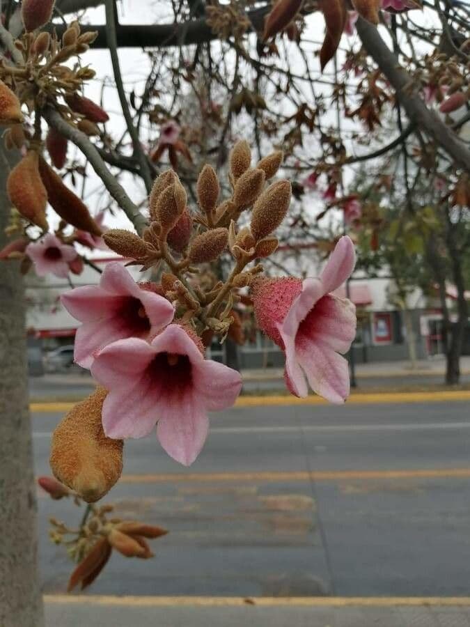 Brachychiton discolor