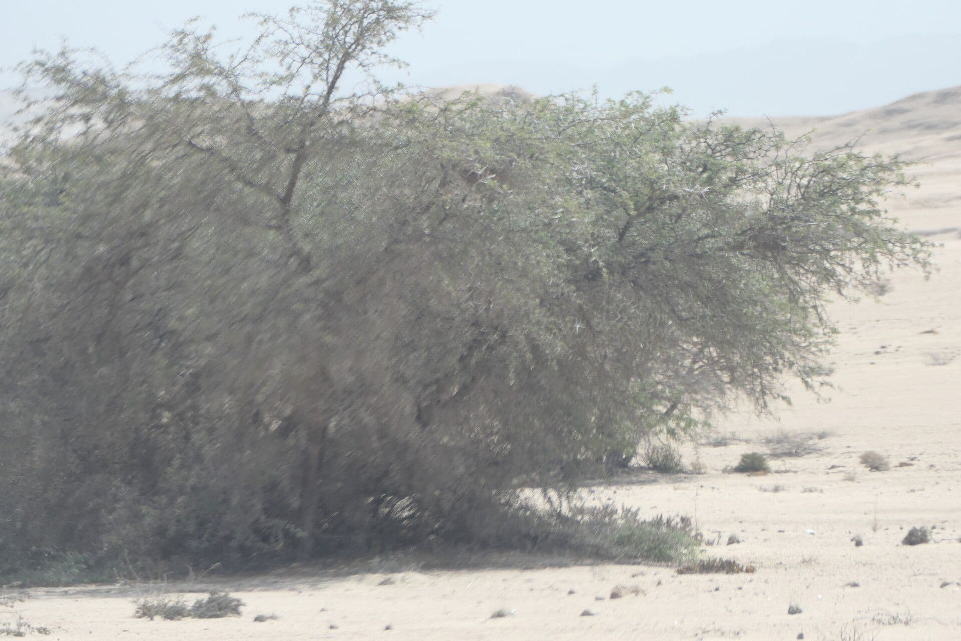 Vachellia erioloba