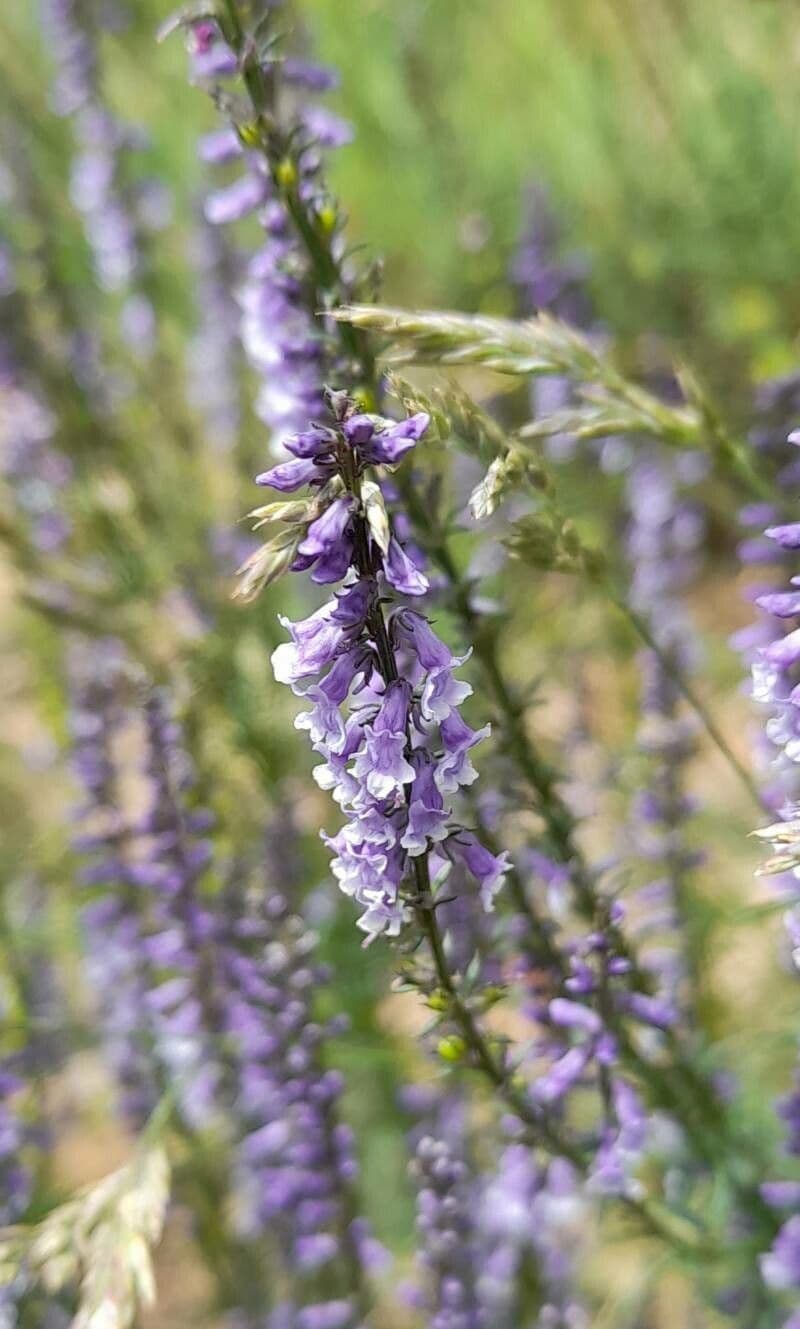 Anarrhinum bellidifolium