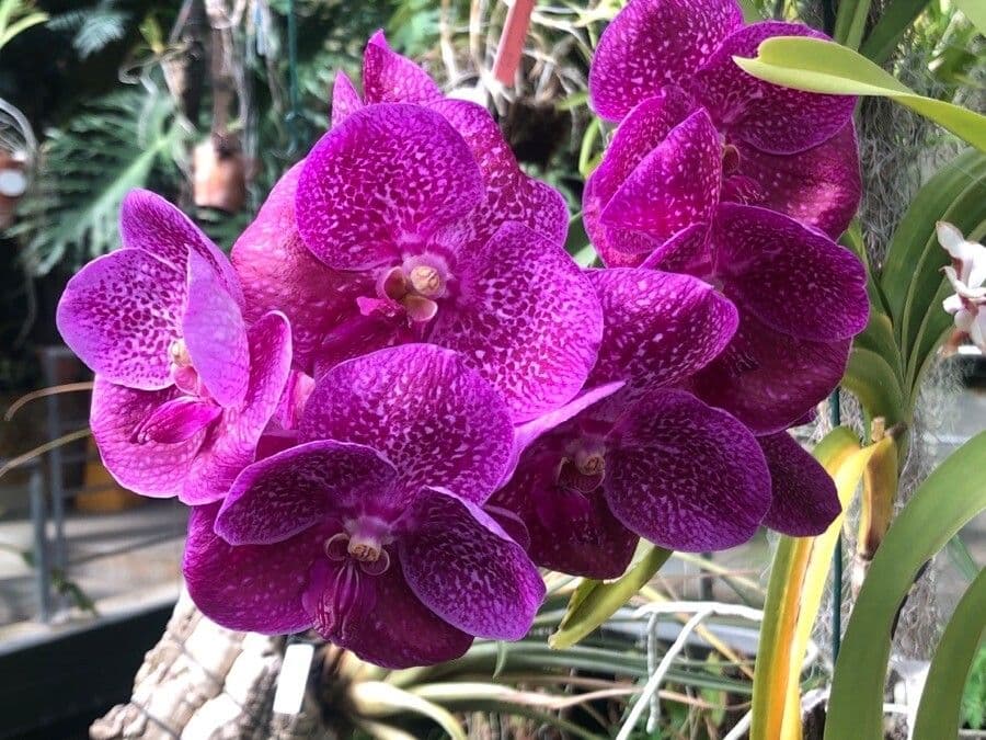 Vanda coerulescens