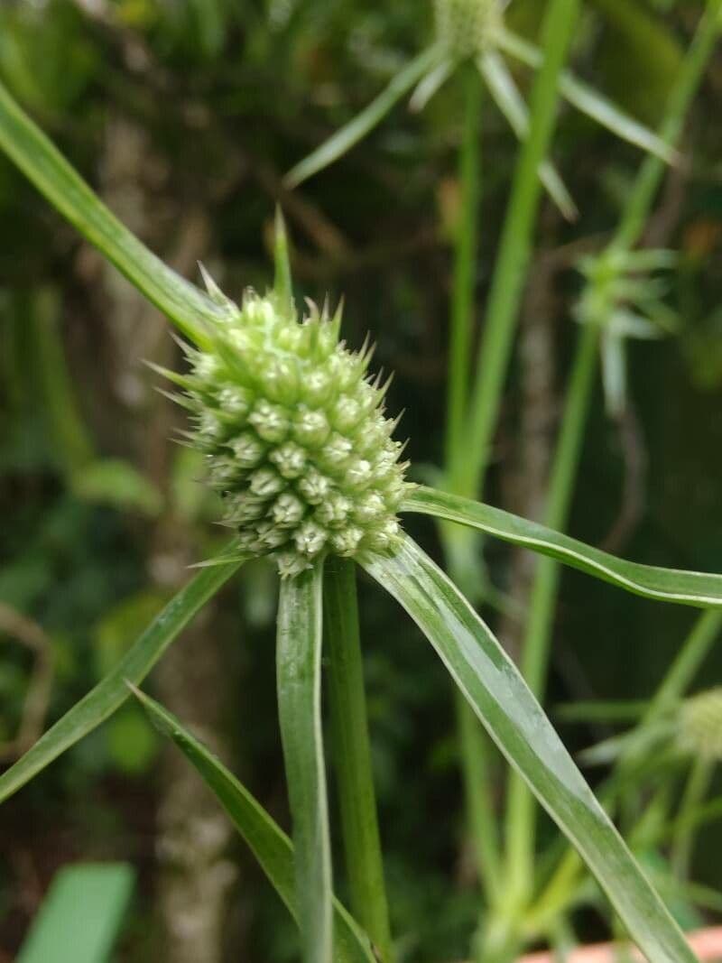 Eryngium foetidum