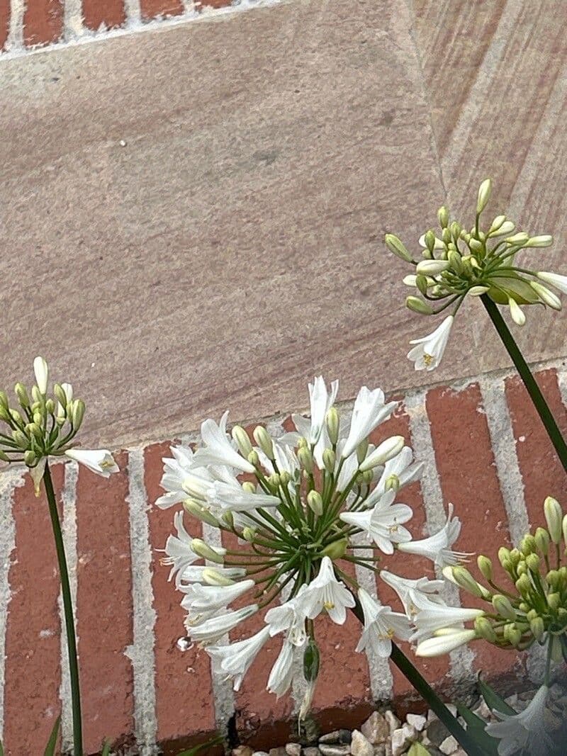 Agapanthus campanulatus