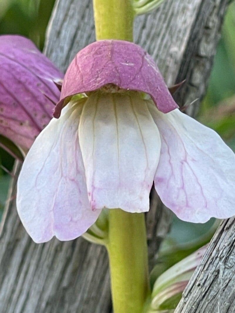 Acanthus spinosus