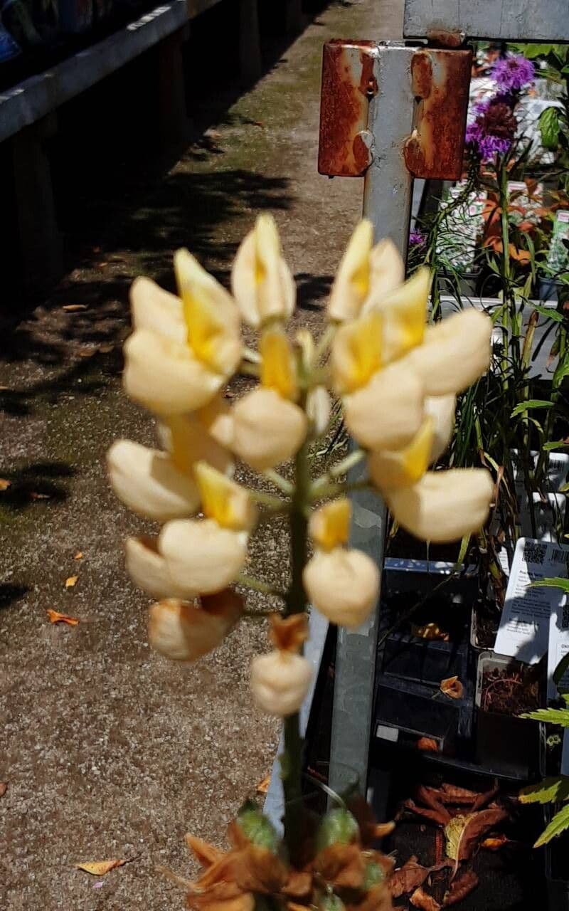 Lupinus arboreus