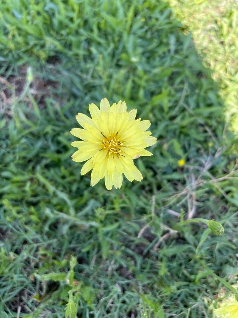 Pyrrhopappus carolinianus