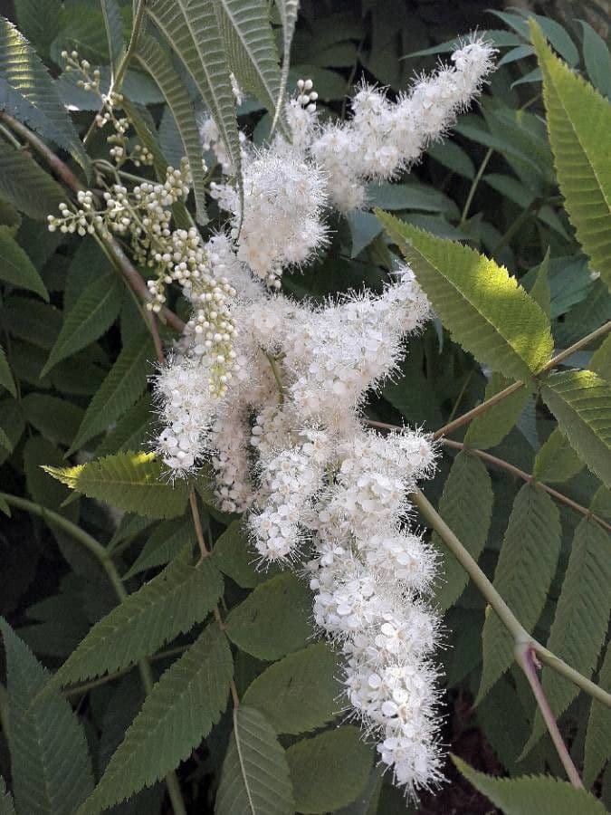 Sorbaria sorbifolia