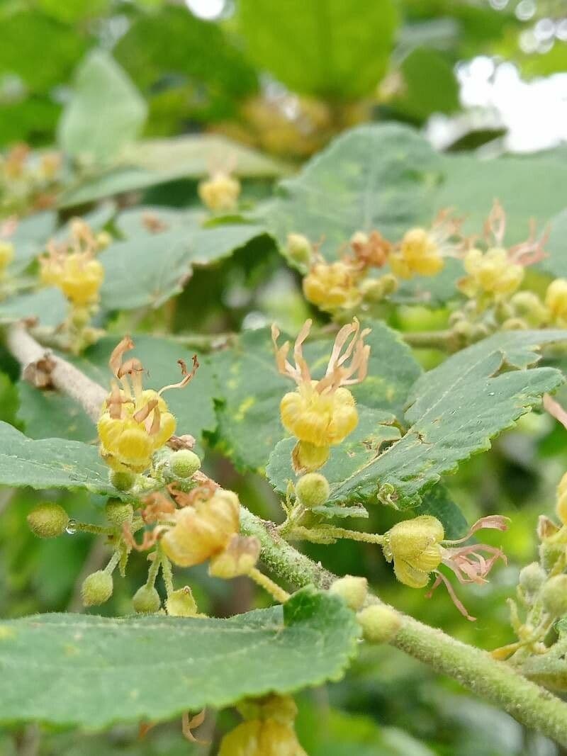 Guazuma ulmifolia