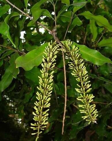 Macadamia ternifolia