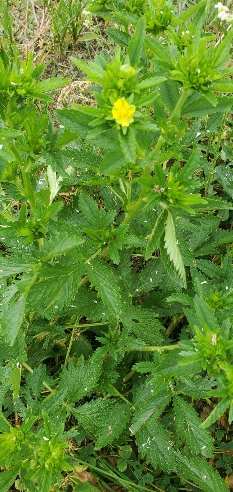 Potentilla norvegica