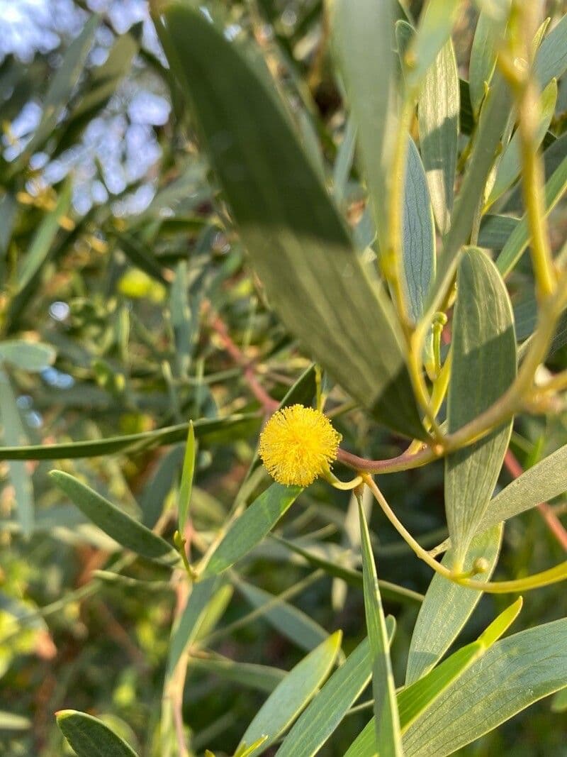 Acacia confusa