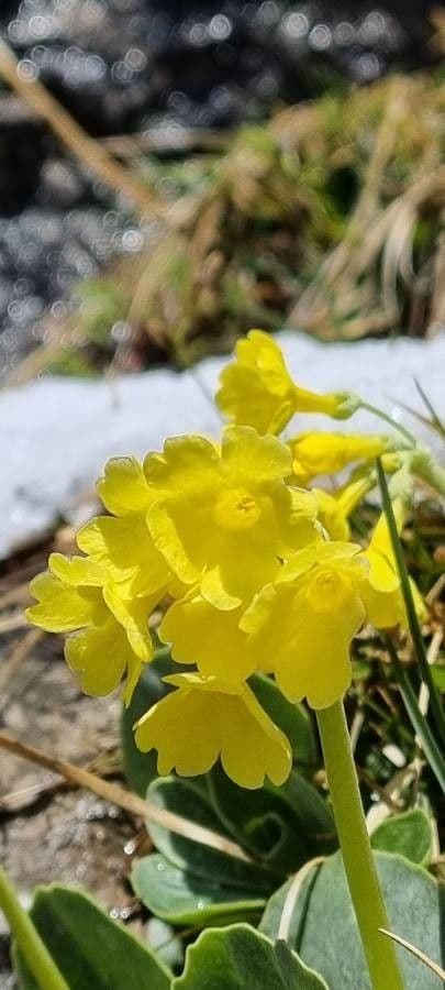 Primula auricula