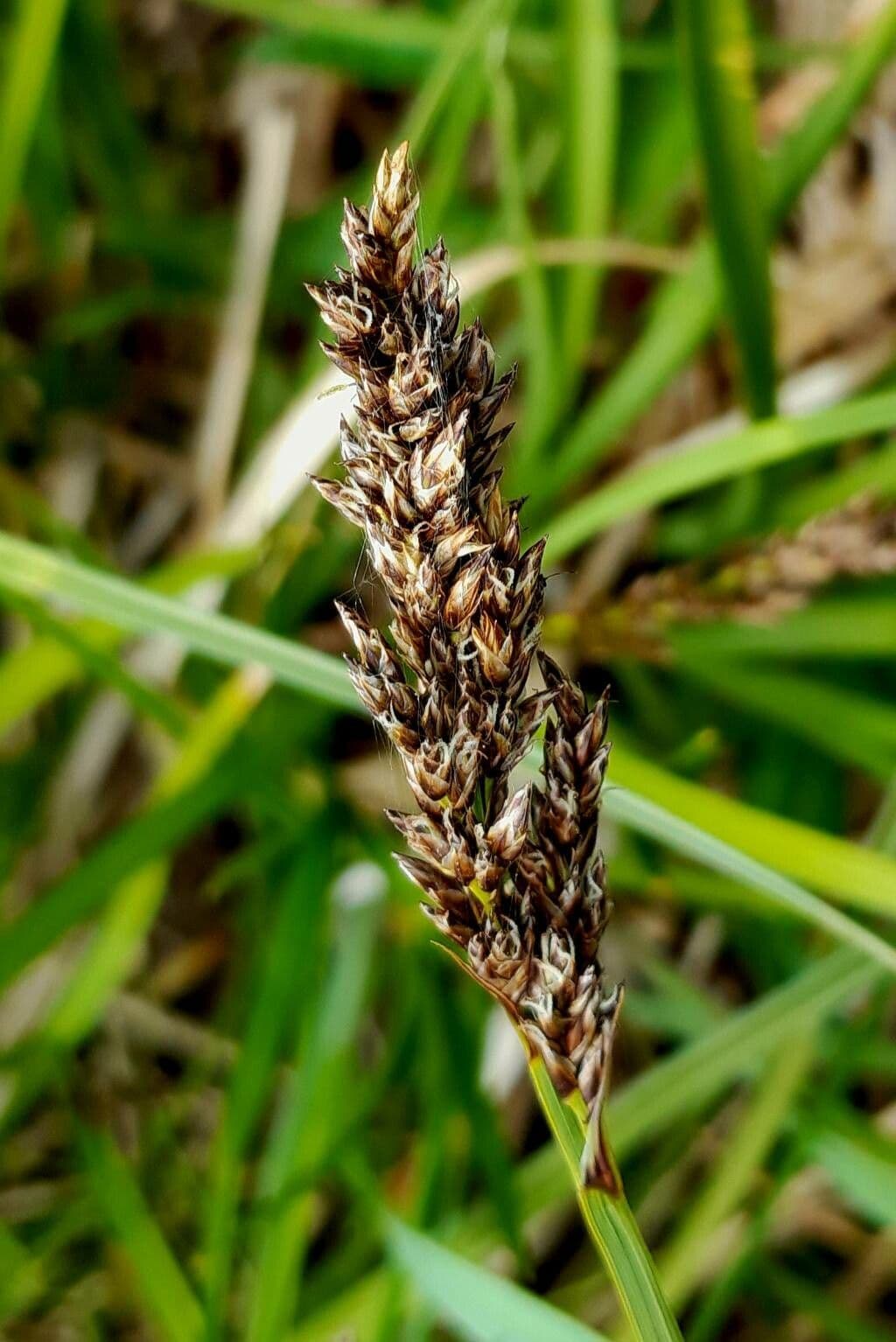 Carex paniculata