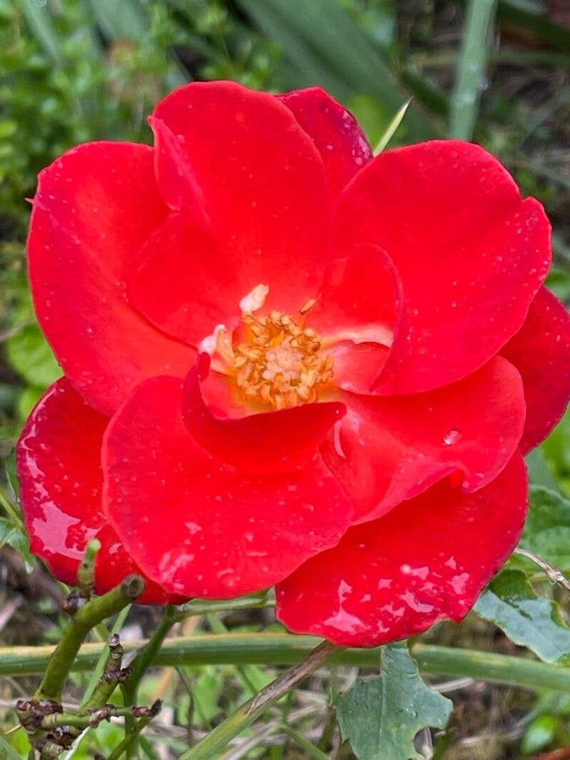 Rosa pendulina