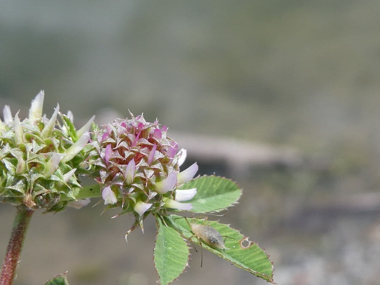 Trifolium glomeratum