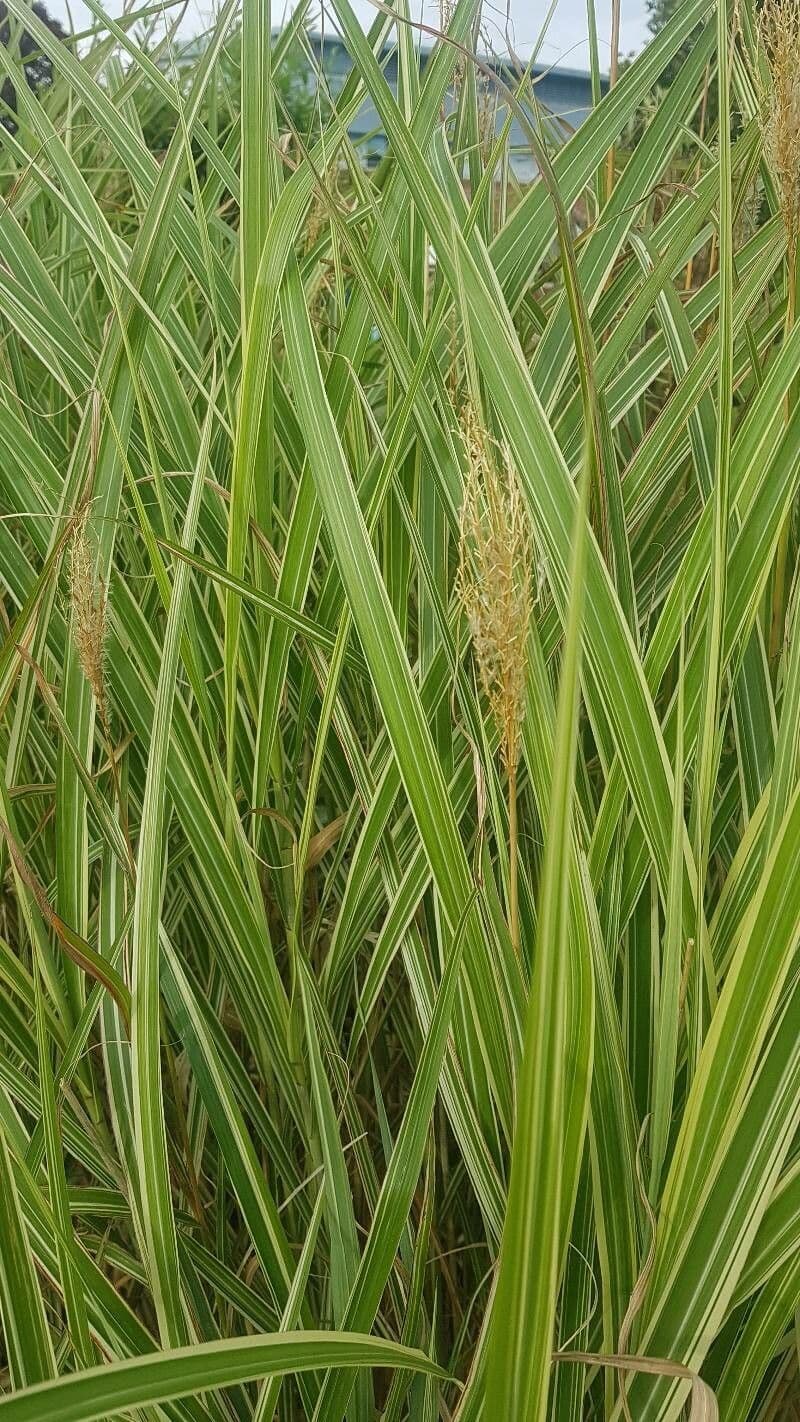 Phalaris arundinacea