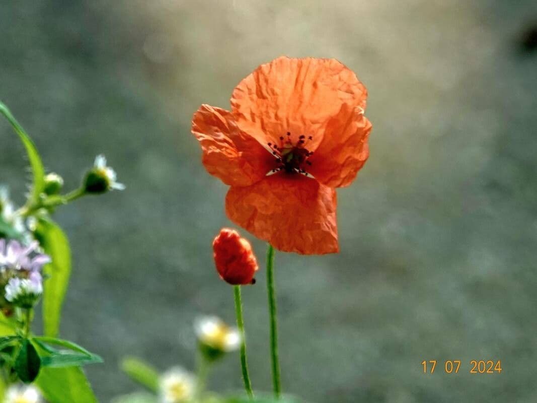 Papaver dubium