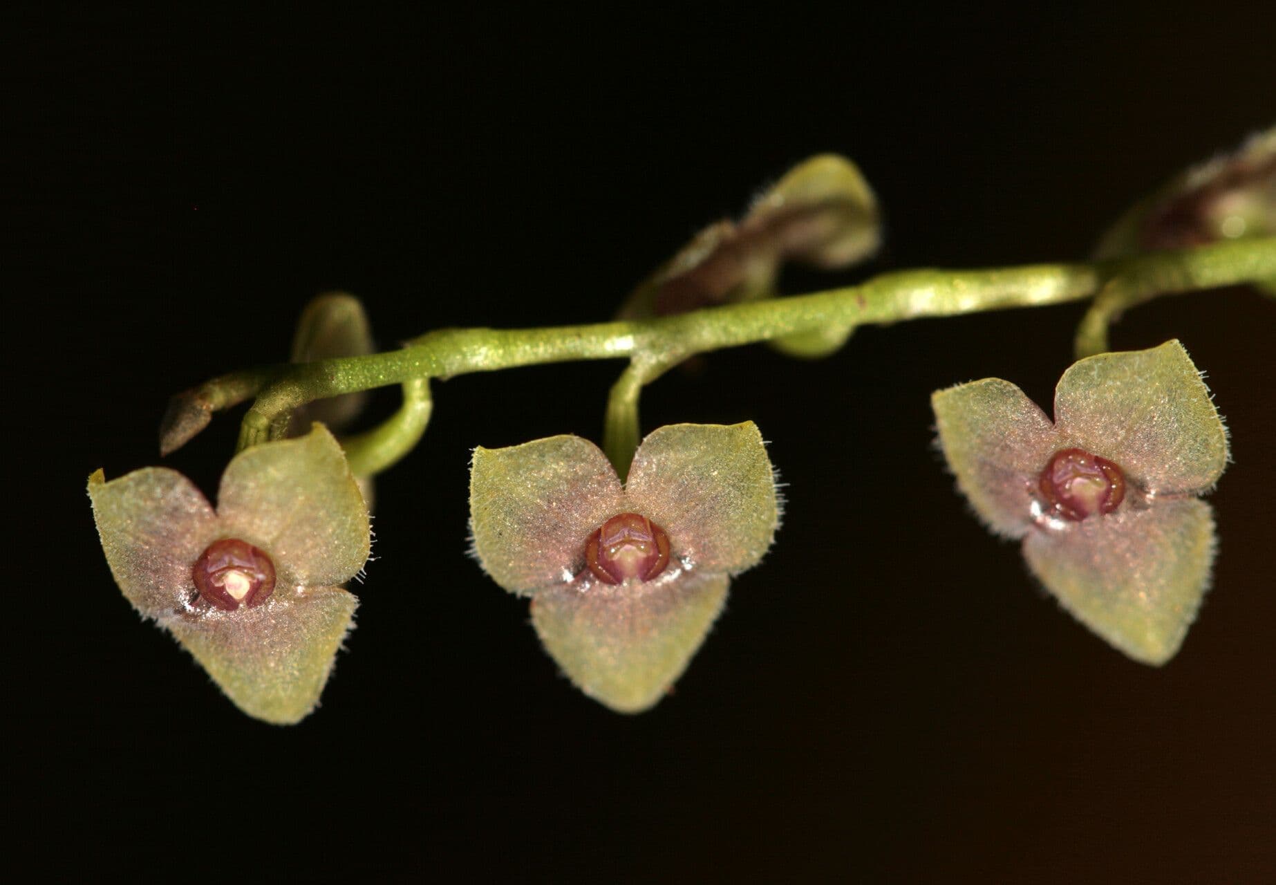 Stelis argentata
