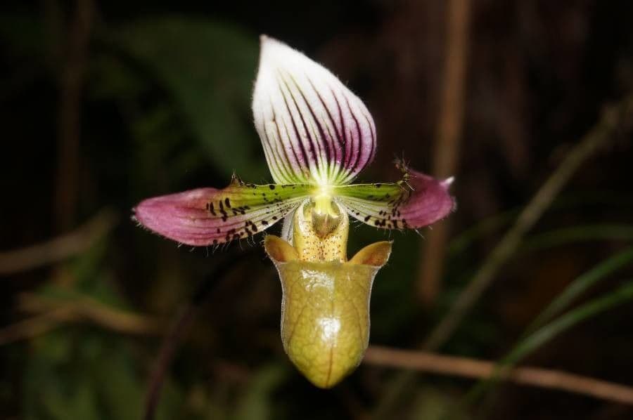 Paphiopedilum acmodontum