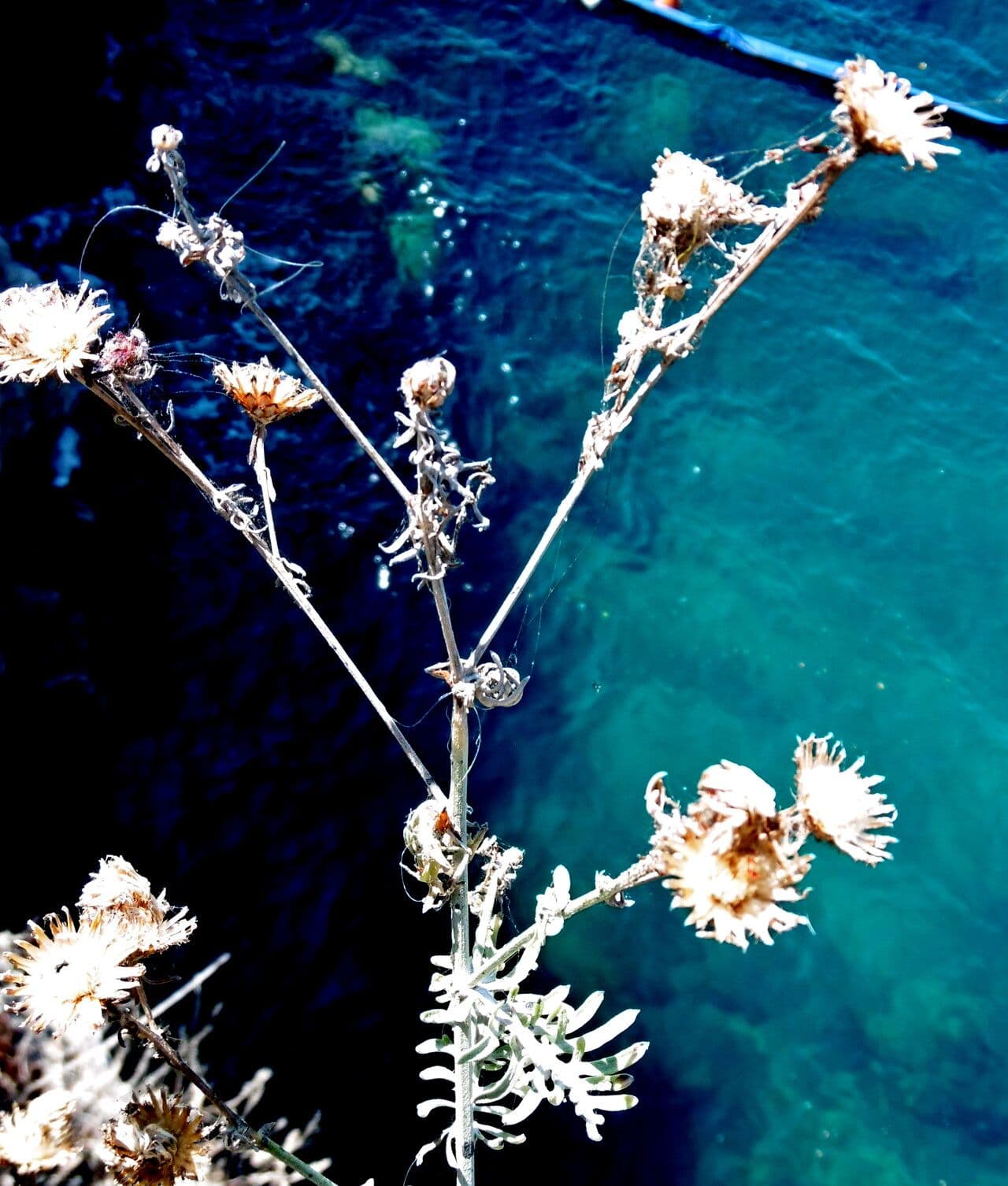 Centaurea cineraria