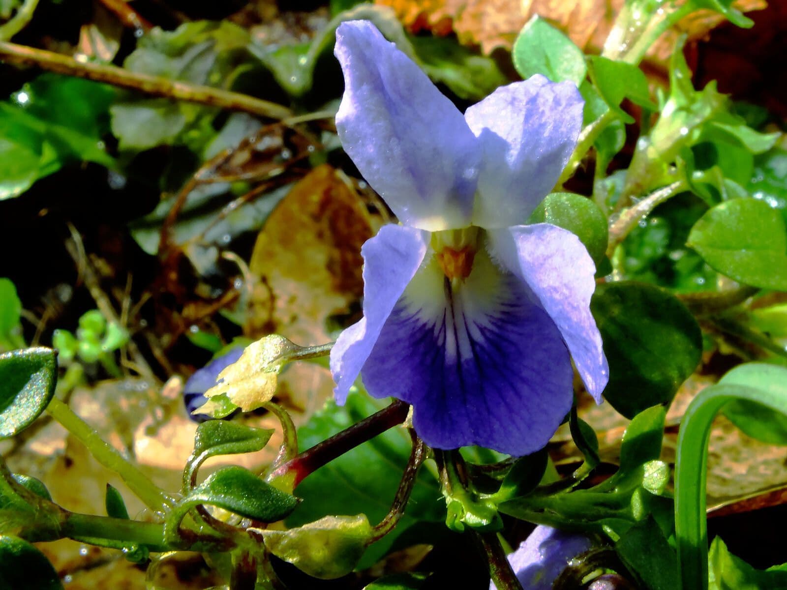 Viola suavis