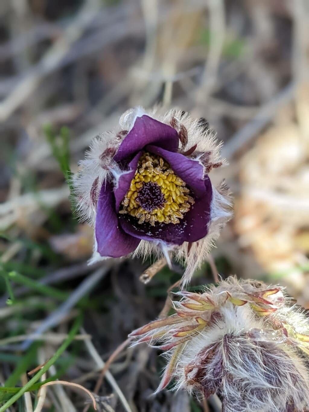 Pulsatilla montana