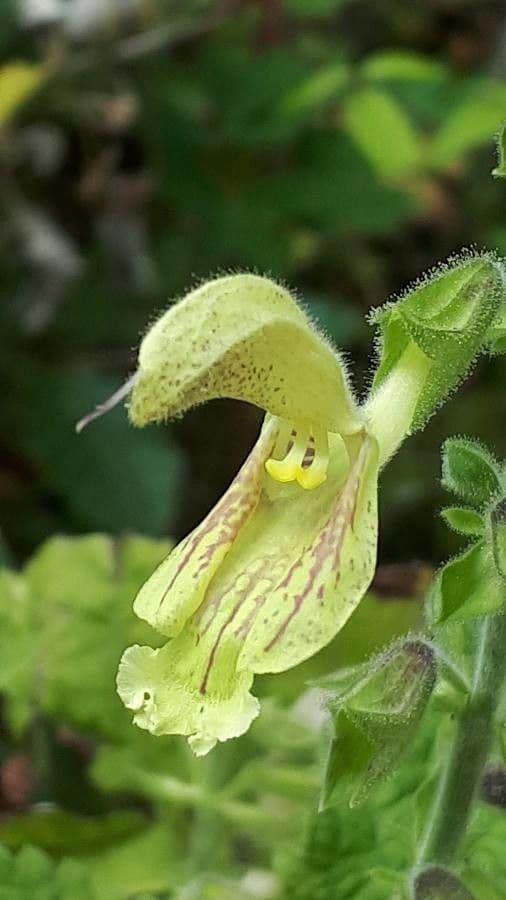 Salvia glutinosa