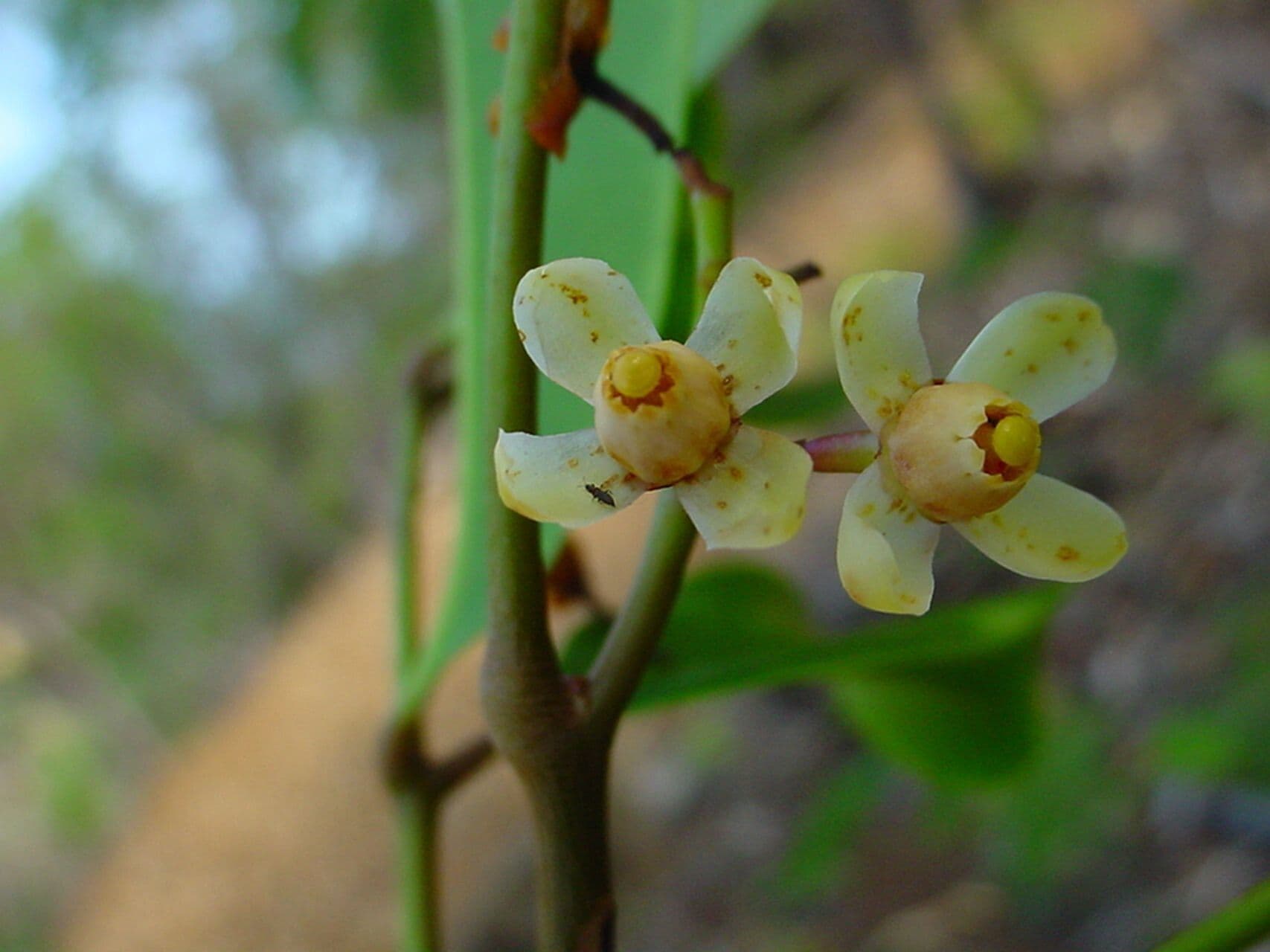 Xylocarpus granatum