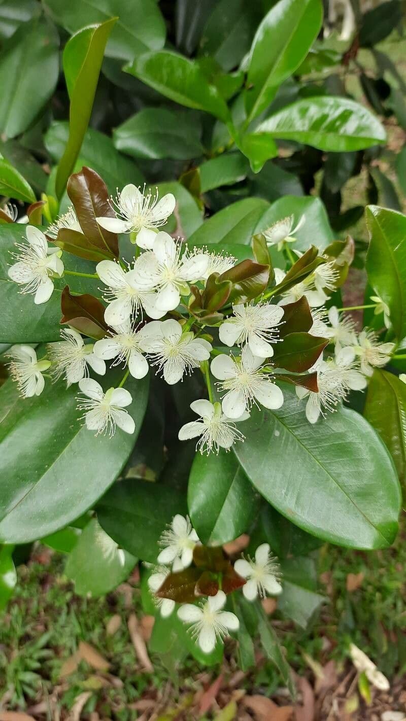 Eugenia brasiliensis