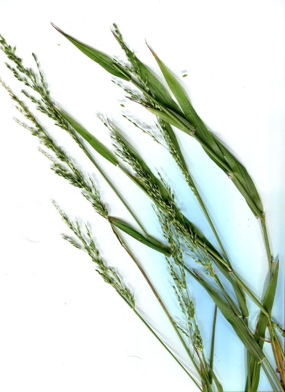 Ehrharta erecta