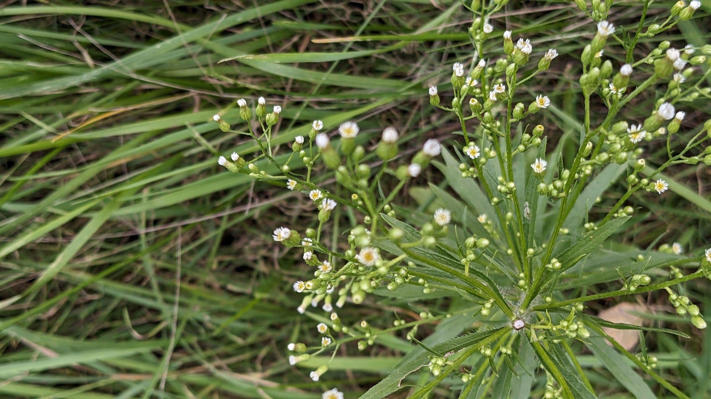 Erigeron canadensis