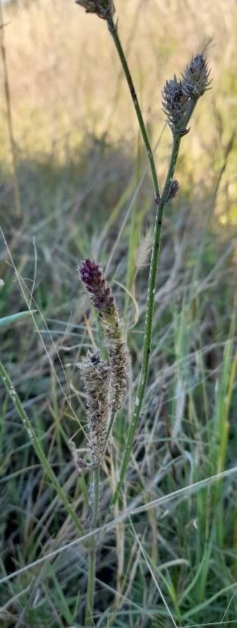 Verbena litoralis