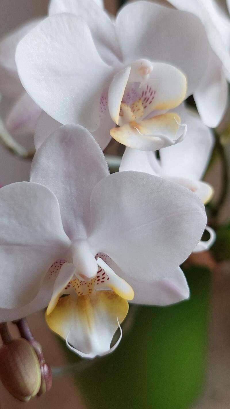 Phalaenopsis amabilis