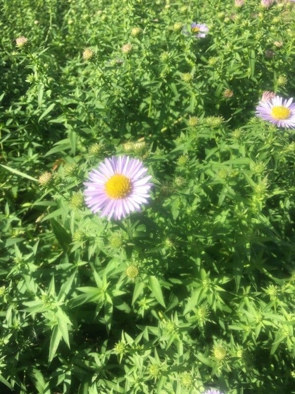Erigeron speciosus