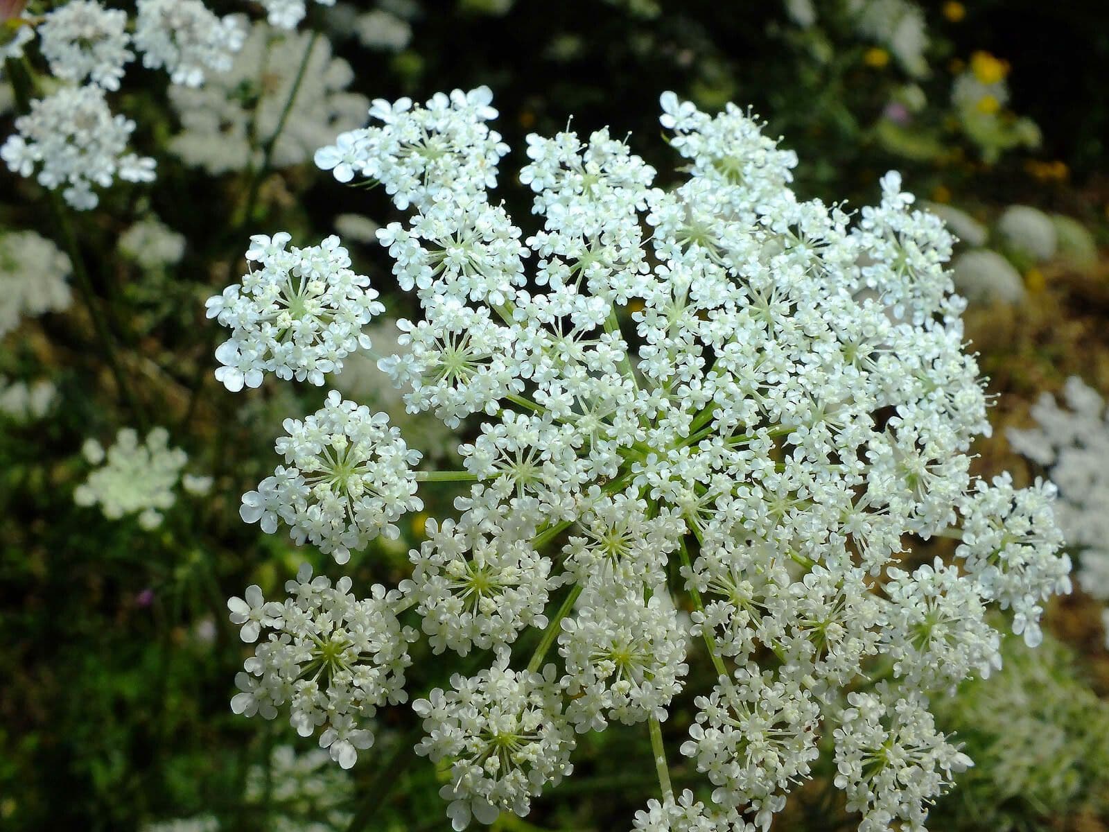 Ammi majus