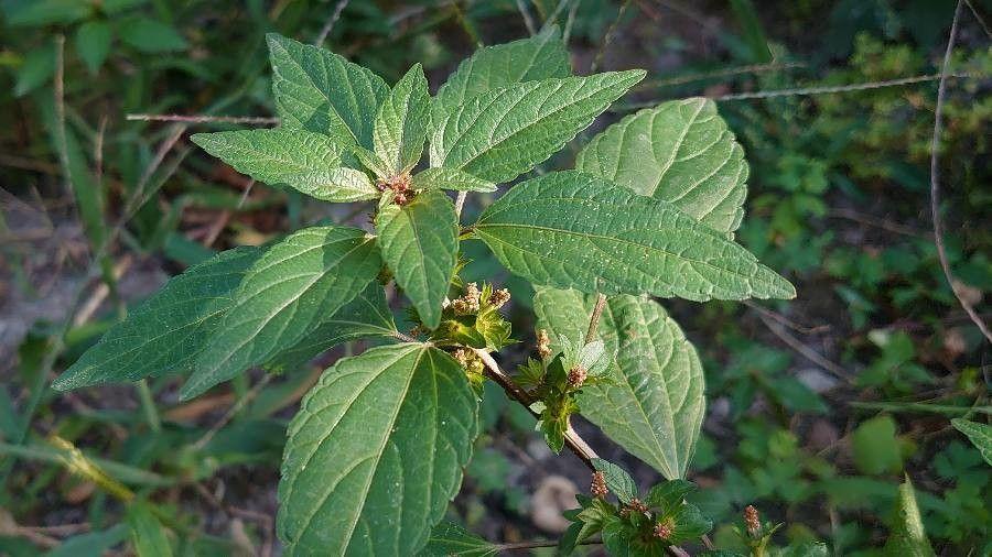 Acalypha virginica