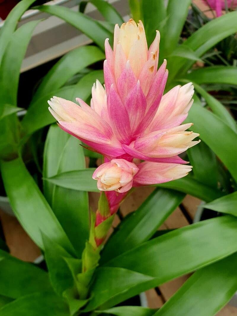 Guzmania monostachia