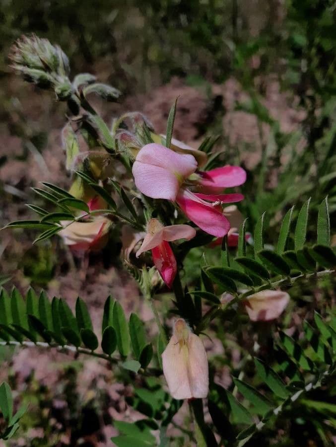 Tephrosia virginiana