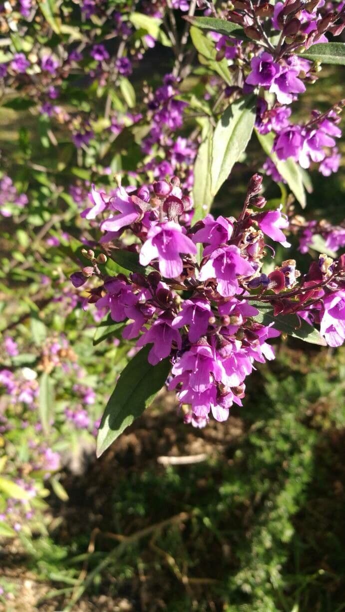 Prostanthera ovalifolia