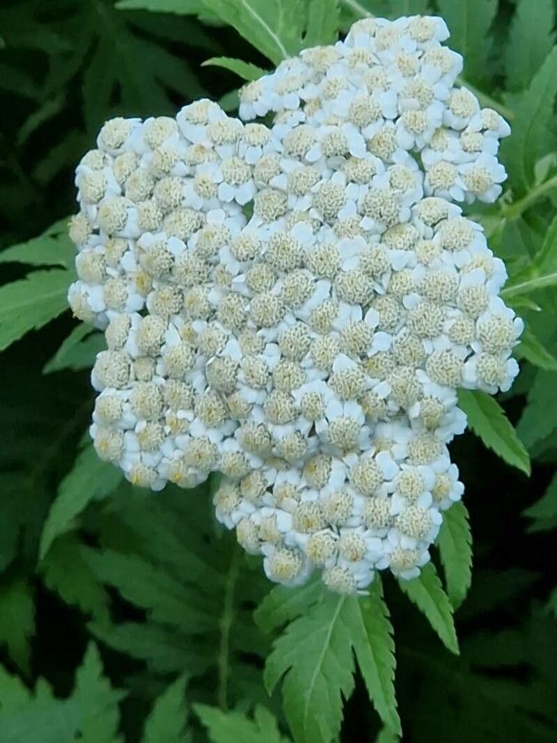 Tanacetum macrophyllum