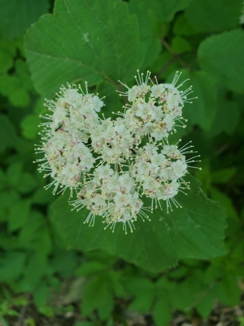 Viburnum acerifolium