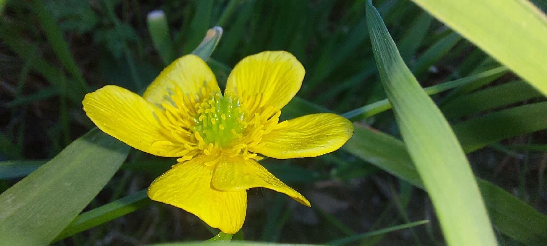 Ranunculus cortusifolius